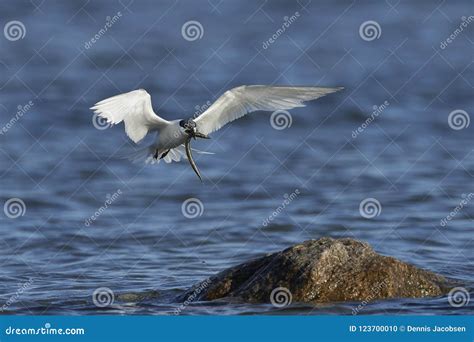 Sandwich Tern Thalasseus Sandvicensis Stock Photo - Image of denmark, wild: 123700010