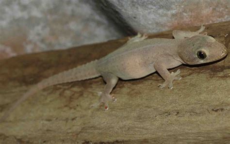 Asian House Gecko - ClimateWatch Australia- Citizen Science App