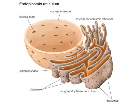 Eukaryotic Cell Golgi Apparatus