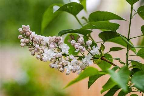 Pruning, History and Varieties of French Lilacs - O'Meara Gardens - Gardening Blog - Garden Experts