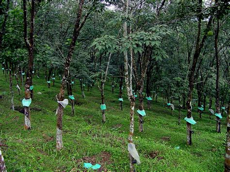 😊 Rubber tree in kerala. Rubber Trees With Dual Purpose? Here's Why It's A Great Scientific News ...