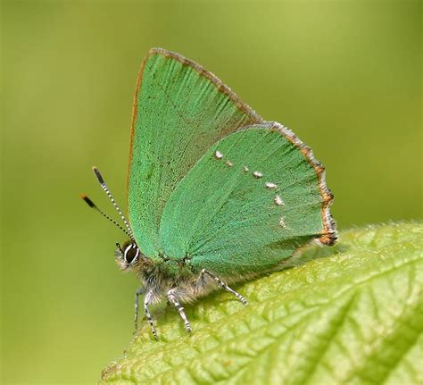Green Hairstreak Butterfly