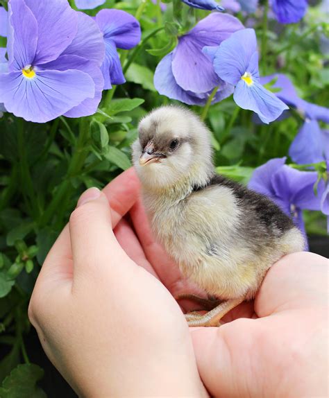 Hatching Eggs with My Broody Hen | Dans le Lakehouse