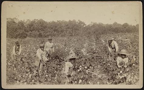 Cotton Plantations Slavery