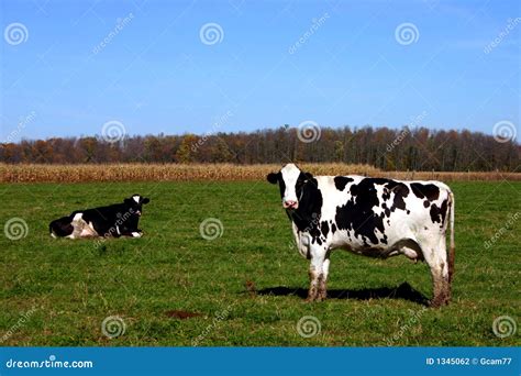 Vacas en campo foto de archivo. Imagen de cielo, carne - 1345062