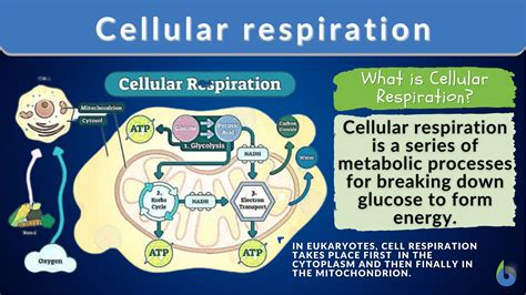 Cellular Respiration Humans Diagram For Kids