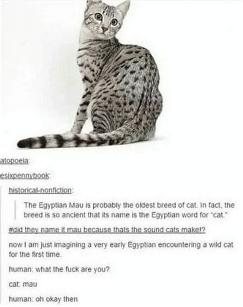 Egyptian cat : HistoryMemes