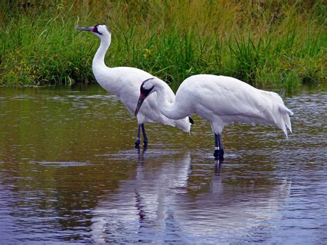 Japanese Crane Birds Wallpapers - Top Free Japanese Crane Birds Backgrounds - WallpaperAccess