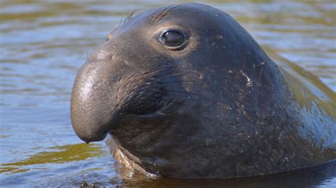 Big love on the Point Reyes National Seashore -- for elephant seals - ABC7 San Francisco