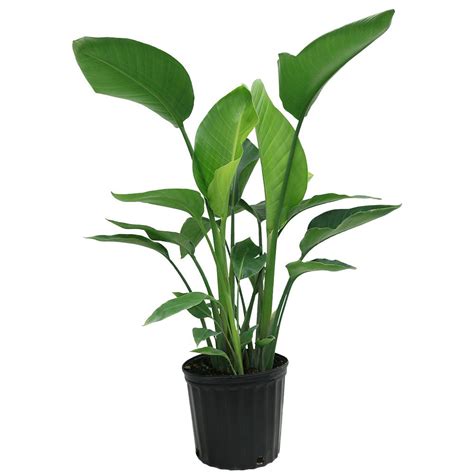 Delray Plants White Bird of Paradise in 9-1/4 in. Pot-10WHITE - The Home Depot