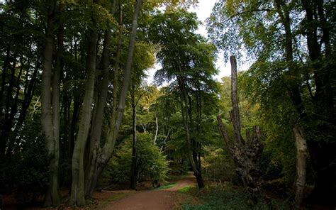 In pictures: Britain’s ancient forests