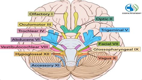 Cranial Nerves Picture, Cranial Nerve Face Drawing With Numbers at ...