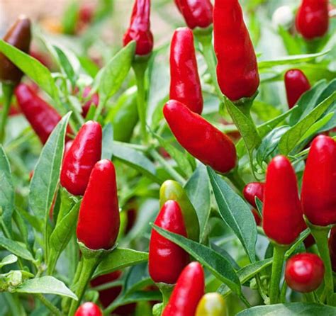 Mature Well Rooted Thai Hot chili Pepper Plants Live plants in | Etsy