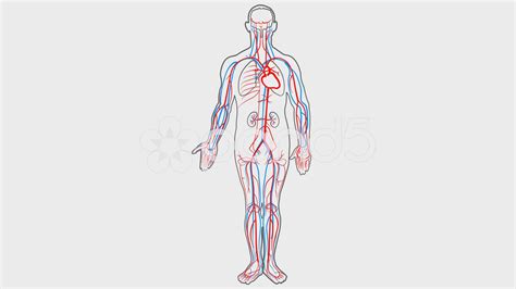 Update more than 137 circulatory system drawing best - vietkidsiq.edu.vn