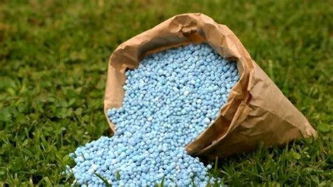 Best Fertilizer For Grass In Fall [2024]: Top 6 Picks