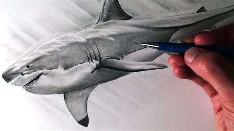 How To Draw A Bull Shark Youtube - Draw easy