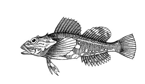 Fish Clipart Illustration Free Stock Photo - Public Domain Pictures