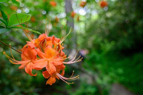 14 Wildflowers That Grow In Georgi: Identification Guide (With Pictures ...