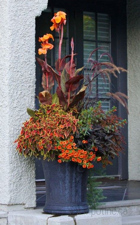 51 Cannas in Containers ideas | container plants, container gardening ...