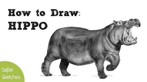 Realistic Hippo Drawing