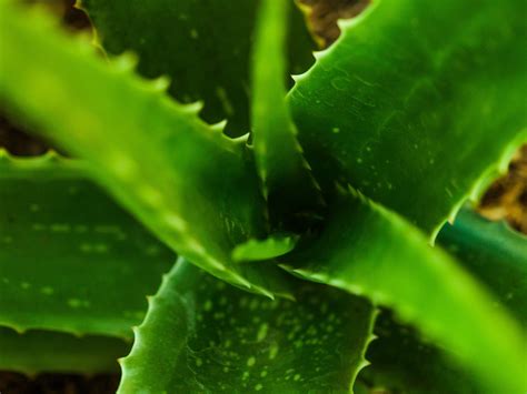 Green Aloe Vera Closeup Free Stock Photo - Public Domain Pictures