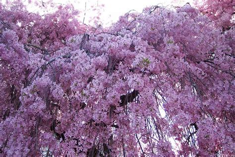 Cherry Blossom Waterfall | Flickr - Photo Sharing!