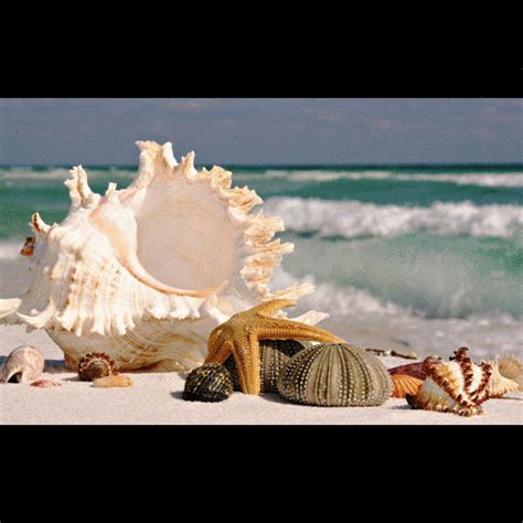 via GIPHY | Sea shells, Shell beach, Beach wallpaper