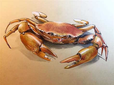 The crab here, this time with colored pencils. #sketching #sketch # ...