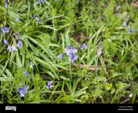 bluebell bluebells wood forest Stock Photo - Alamy