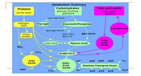 Download Free Medical Lipids Metabolism PowerPoint Presentation