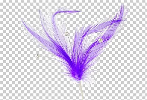 Feather Quill PNG, Clipart, Animals, Brush, Clip Art, Computer ...