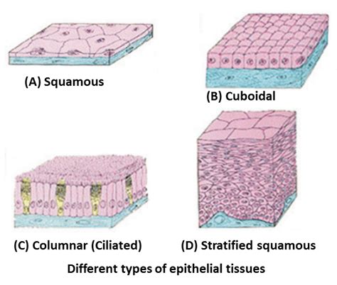 Tissues Class 9 Diagrams