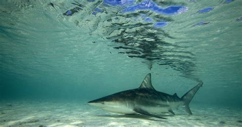 Florida is the Shark Bite Capital - The GreatFlorida Insurance Blog