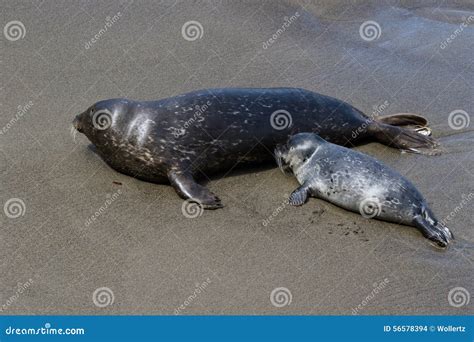 Baby seal and his mother stock photo. Image of detail - 56578394