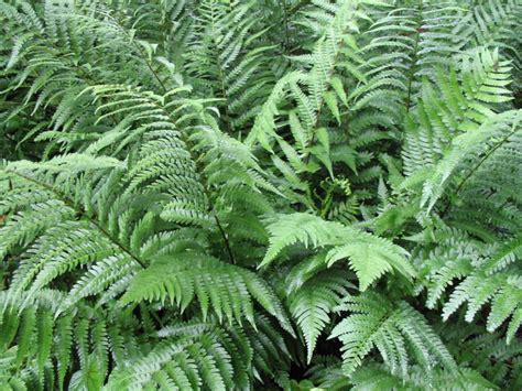 Mr. D's Plant of the Week Series: Southern Wood Fern - Dickerson ...