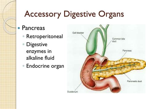 PPT - Chapter 14 Digestive System PowerPoint Presentation, free ...