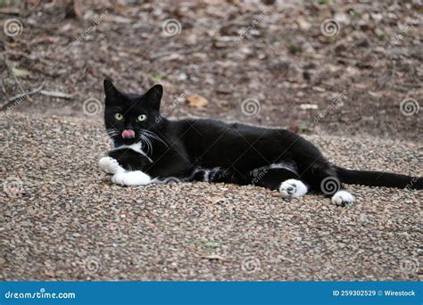 Closeup of a Black Cat with White Paws Laying on the Ground Stock Image - Image of furry, white ...