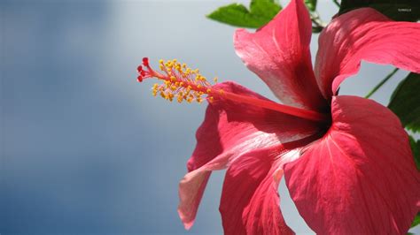 🔥 Download Pink Hibiscus Wallpaper Flower by @ashleyb7 | Hibiscus Desktop Wallpapers, Hibiscus ...