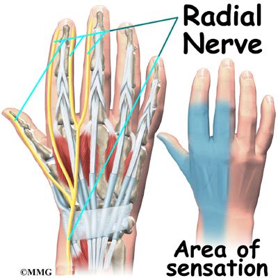 Hand Anatomy - eOrthopod.com