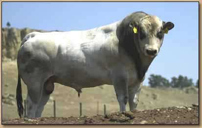 Piedmontese Cattle | Ganado vacuno, Animales, Ganado