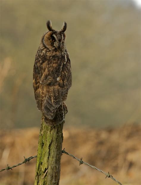 British Wildlife Centre ~ Keeper's Blog: British Owls