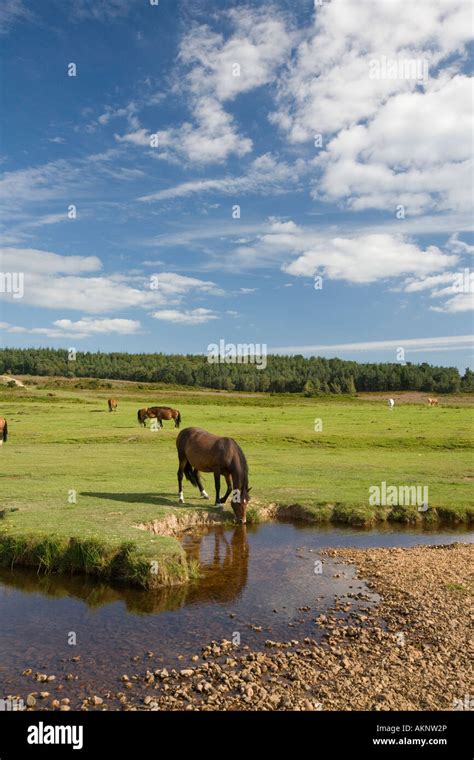 New Forest Pony Stock Photo - Alamy