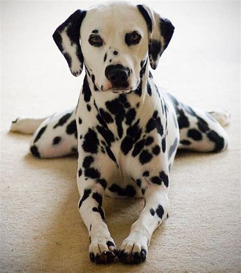 Dalmatian Puppies For Sale | Raleigh, NC #326138 | Petzlover