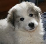 Puppy images on Photobucket | Top dog breeds, Beautiful dogs, Puppy images