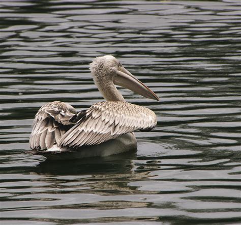 Bird Pelican Lake - Free photo on Pixabay - Pixabay