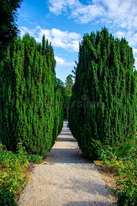 The Beautiful Walkway in the Park Stock Photo - Image of flora, flowers: 119660622