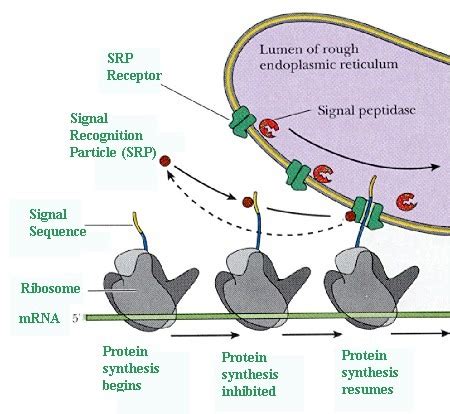 Ribosome Functions on Endoplasmic Reticulum | Celebrate Cytochemistry ...