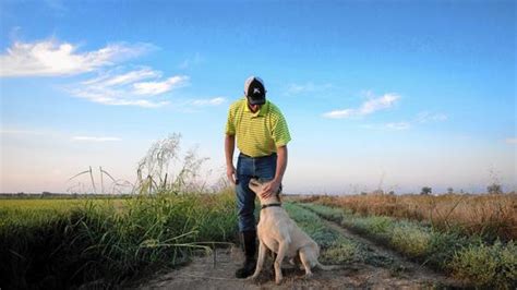 US rice farmers see opportunity in China – from the Los Angeles Times ...