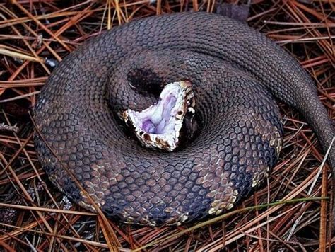 Cottonmouth … or water snake?: Fear keeps some from knowing (or caring ...