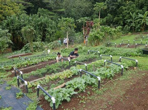 Hawaii Will Receive Another $3.5 Million For Food Security Microgrants - Honolulu Civil Beat